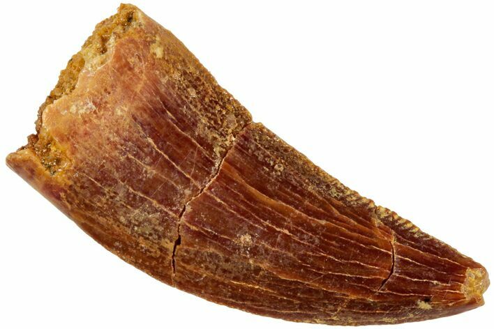 Serrated, Raptor Tooth - Real Dinosaur Tooth #234889